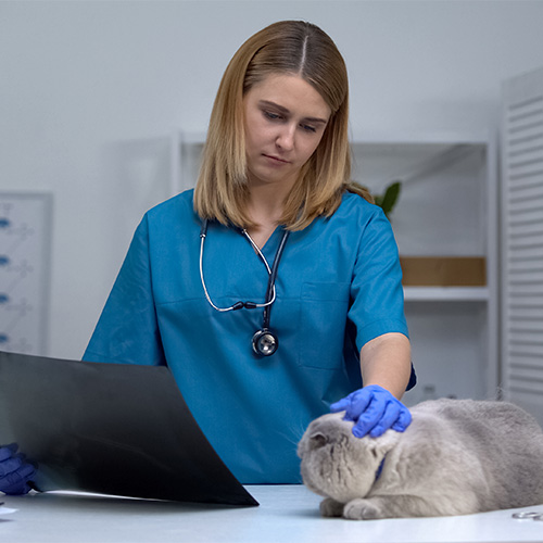 Veterinarian examining a cat during a wellness exam