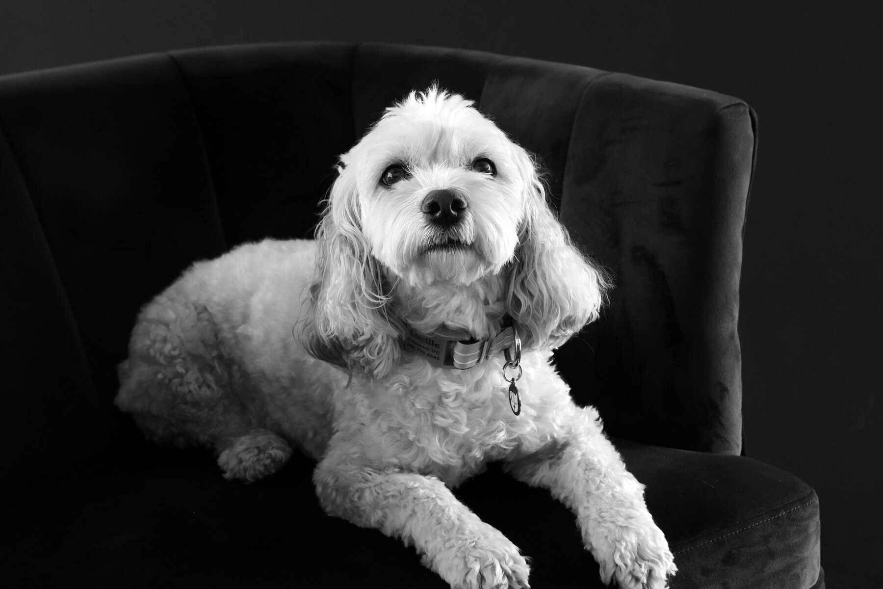 Lucille, the Connect Veterinary Consulting chief mascot, seated in a chair